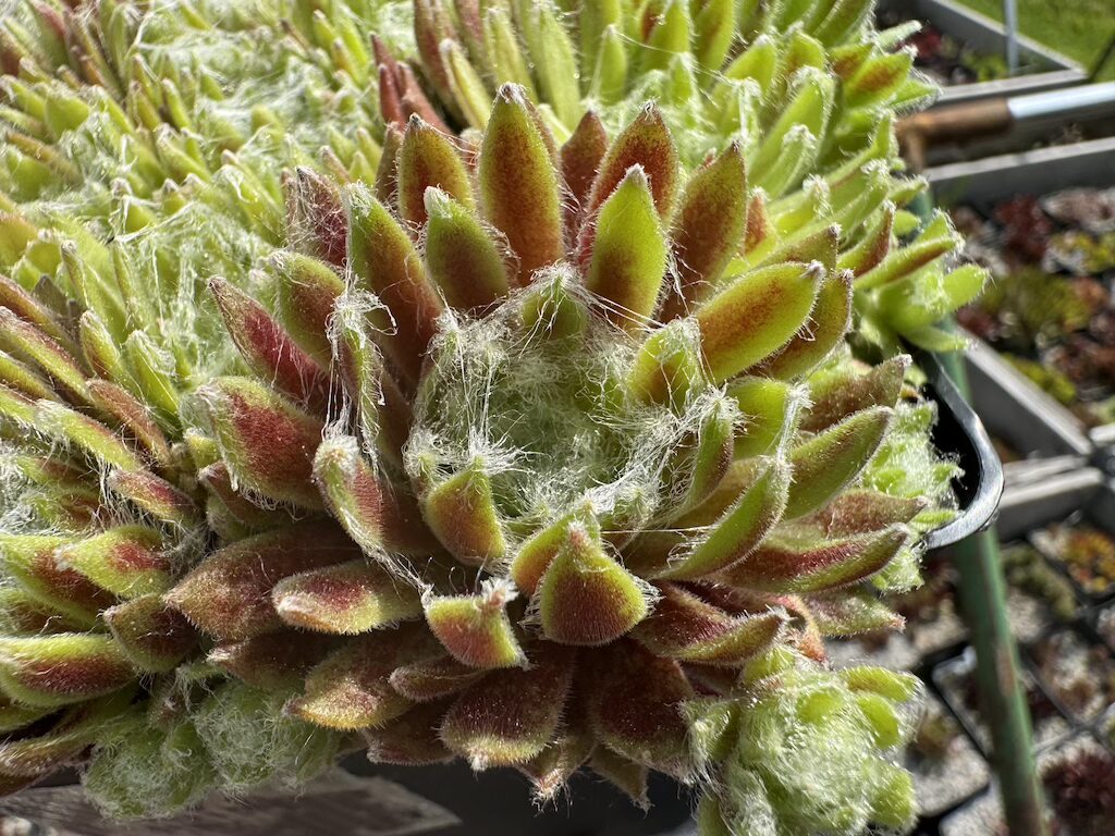 Frozen Flare