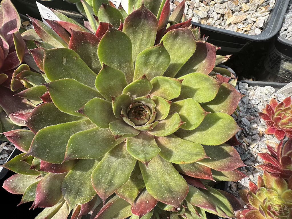 Grasfrosch