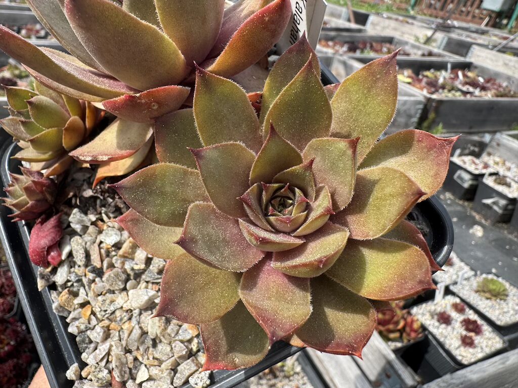 Kalahari