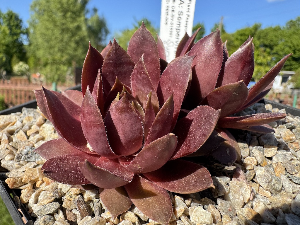 Supersemps Fire Quartz