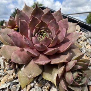 Rosenzobels Everpink