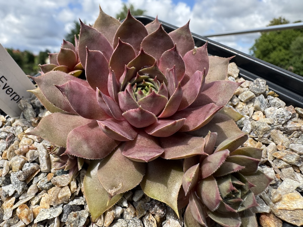 Rosenzobels Everpink