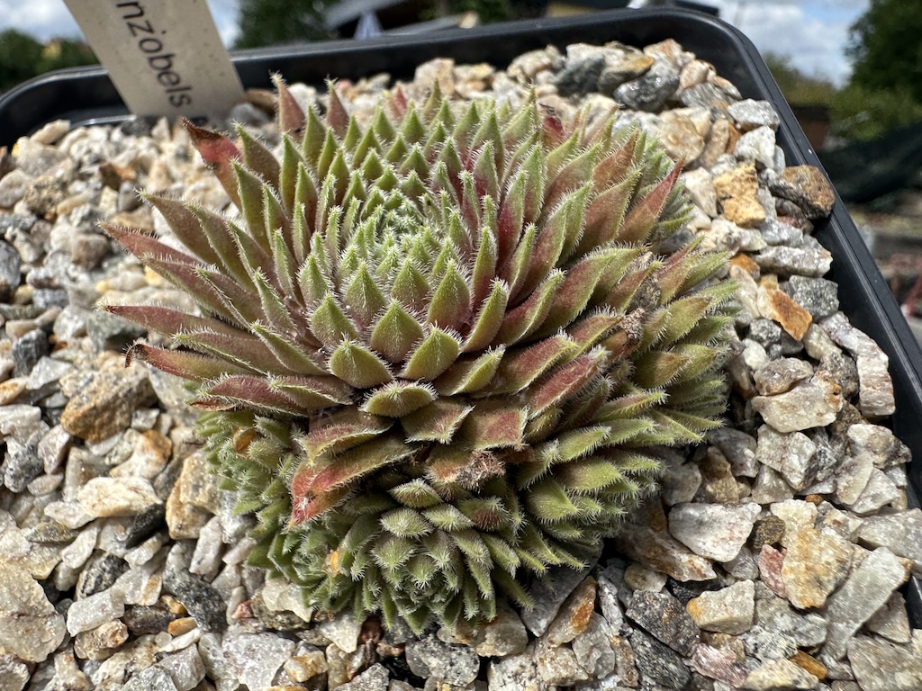 Rosenzobels Flatterband