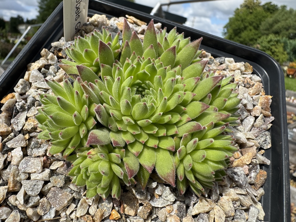 Rosenzobels Giftgrün