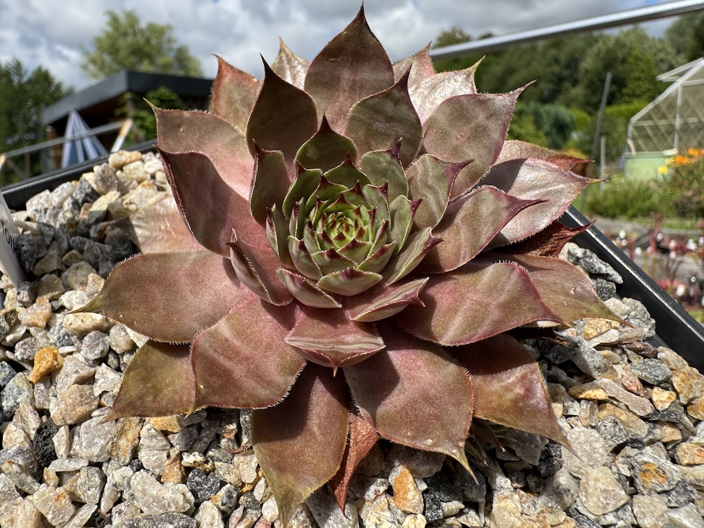 Rosenzobels Rotkehlchen