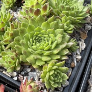 Waldviertler Gemütlichkeit