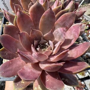 Pink Paloma