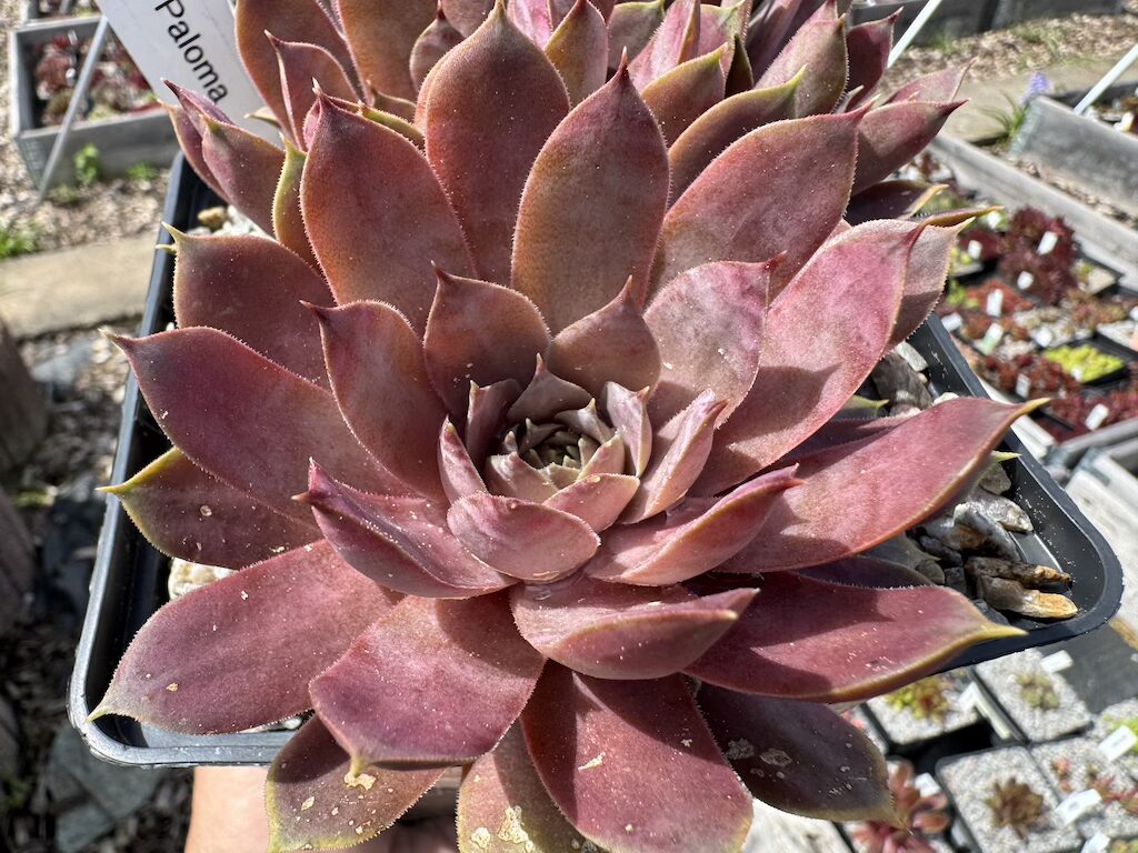Pink Paloma