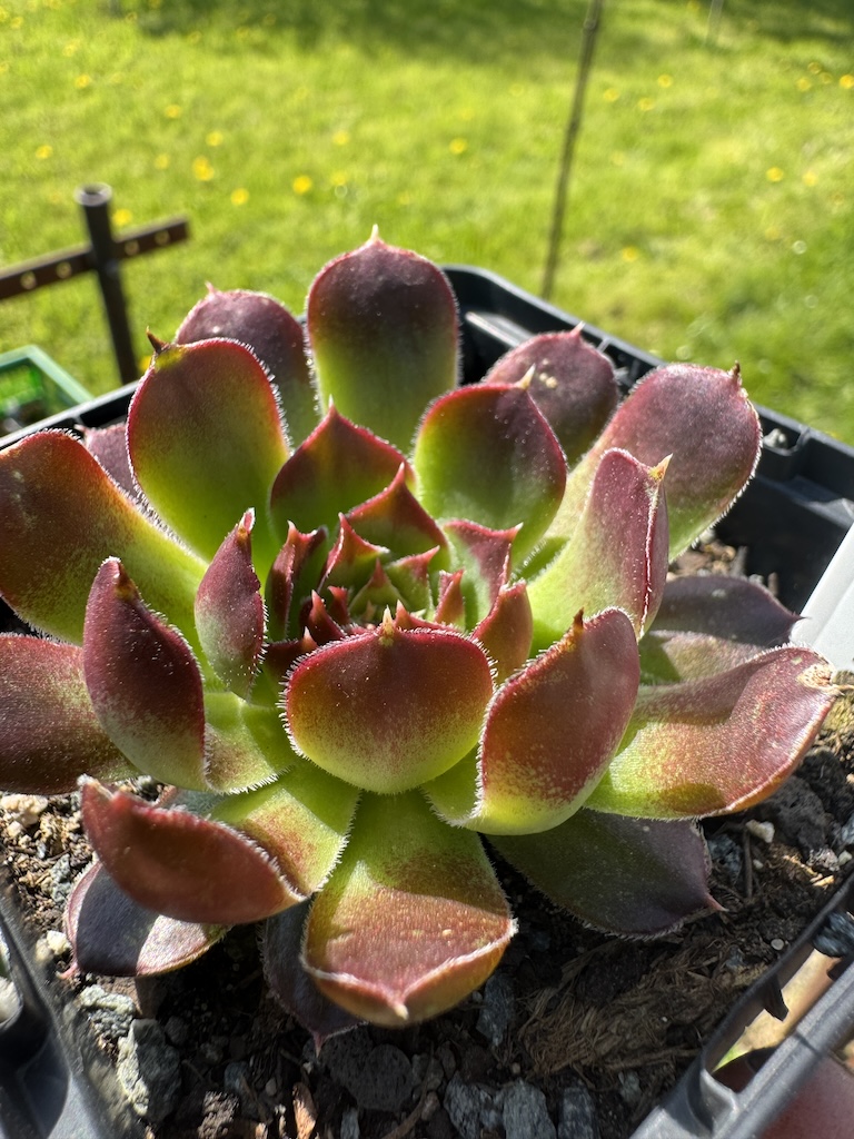 Winter Glory