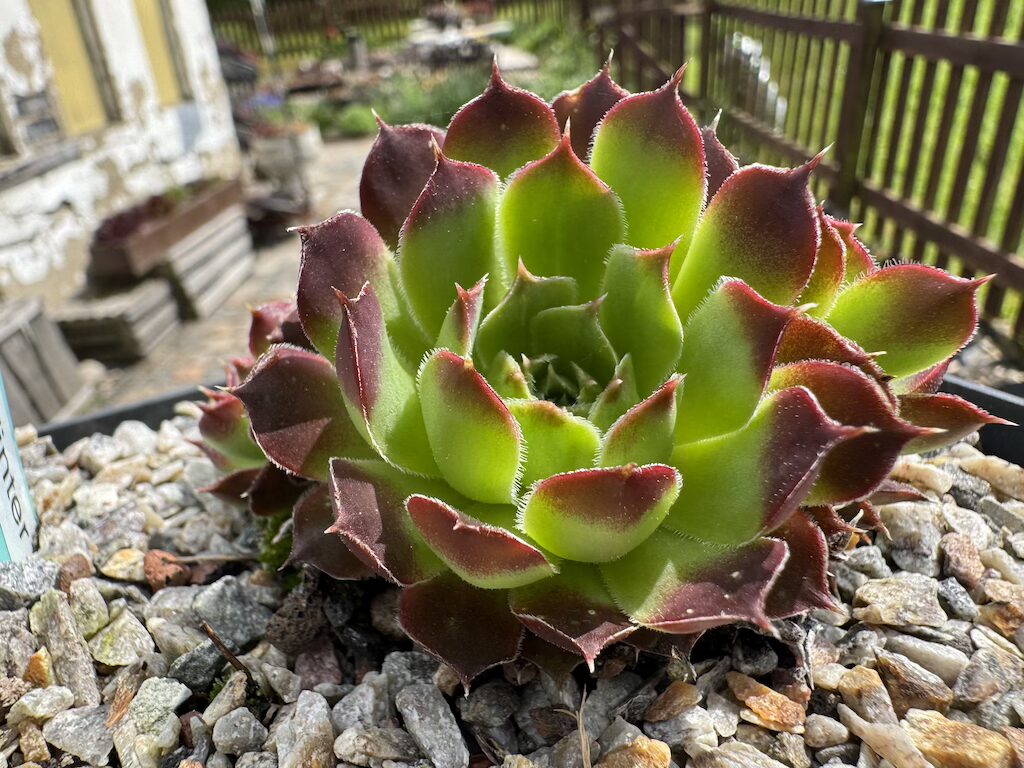 Winter Glory