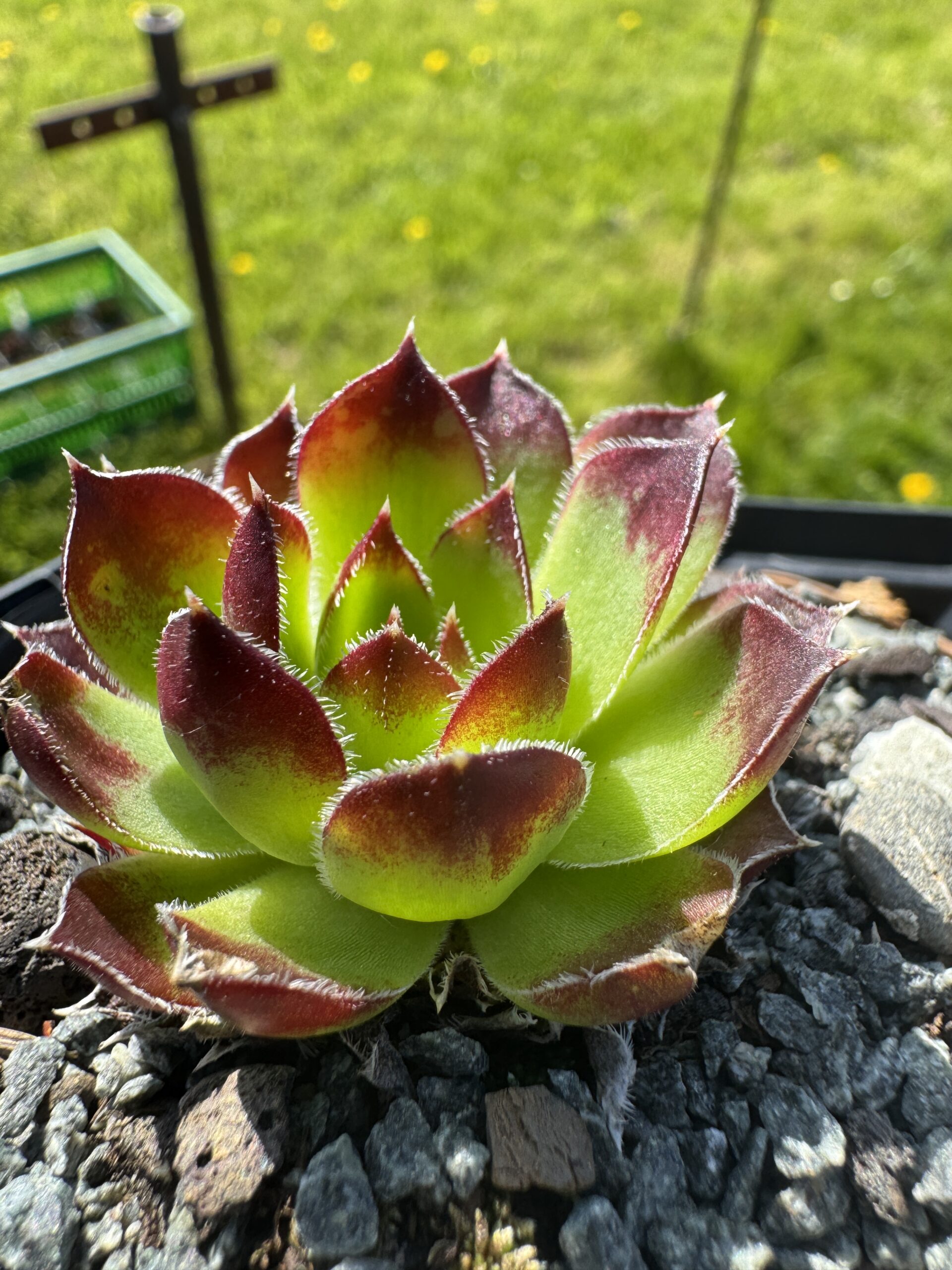 heuffelii velenovskyi