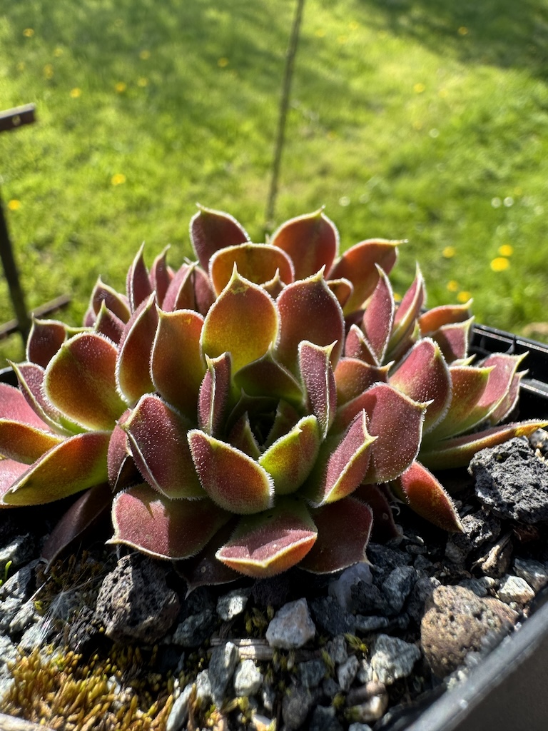 Elseviro