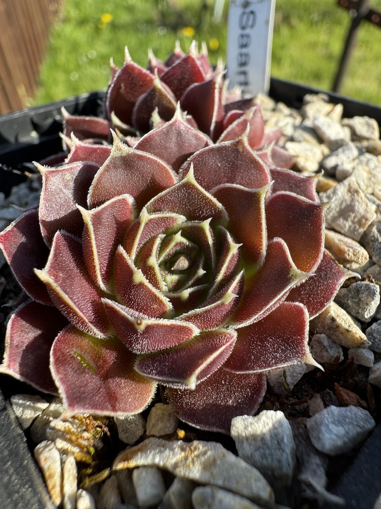 Saartje