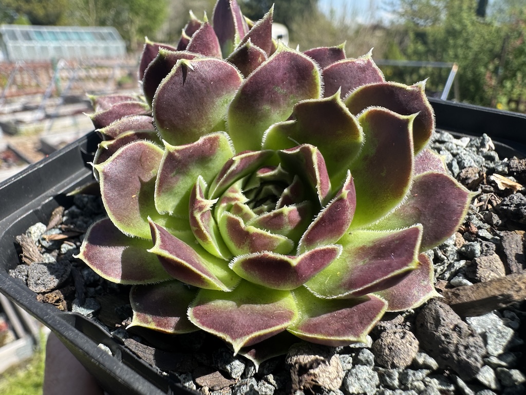 Erastus