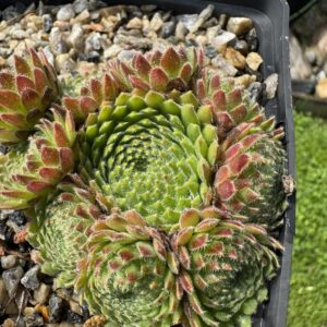 ciliosum from Orelek