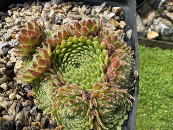 ciliosum from Orelek