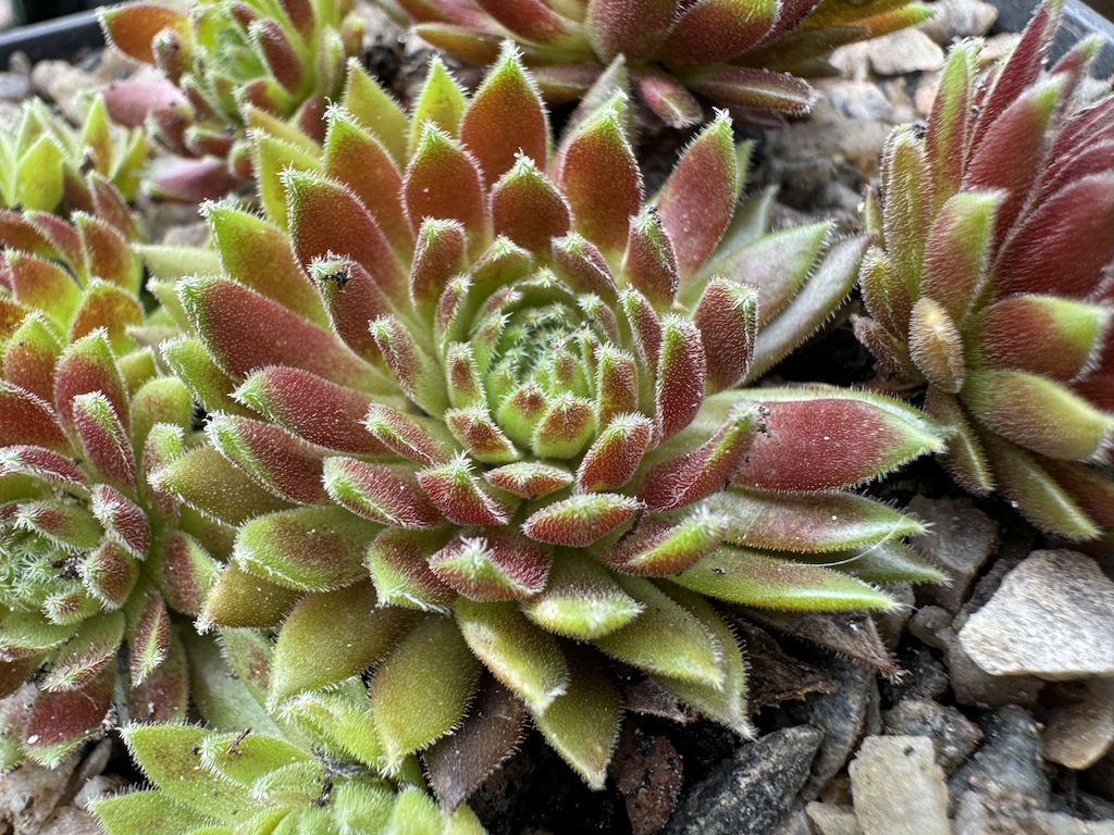 Devils Flame