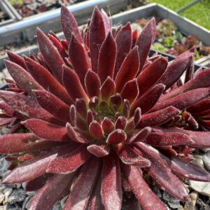Devils Flame