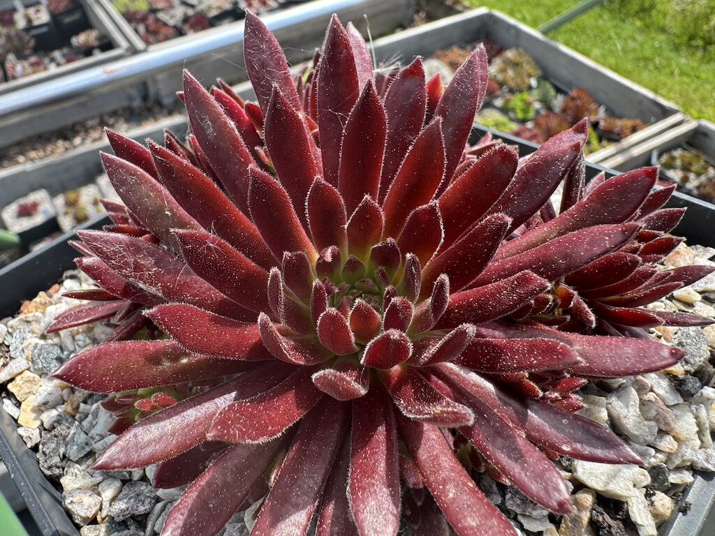 Devils Flame