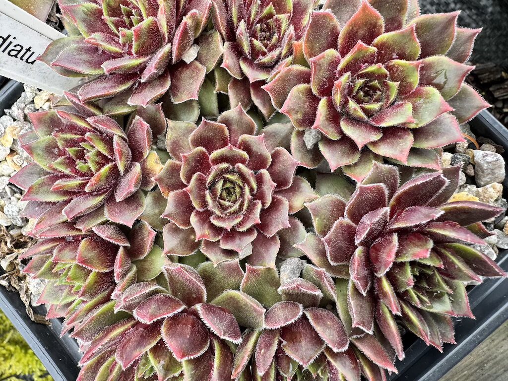 Korspelse Idiatu