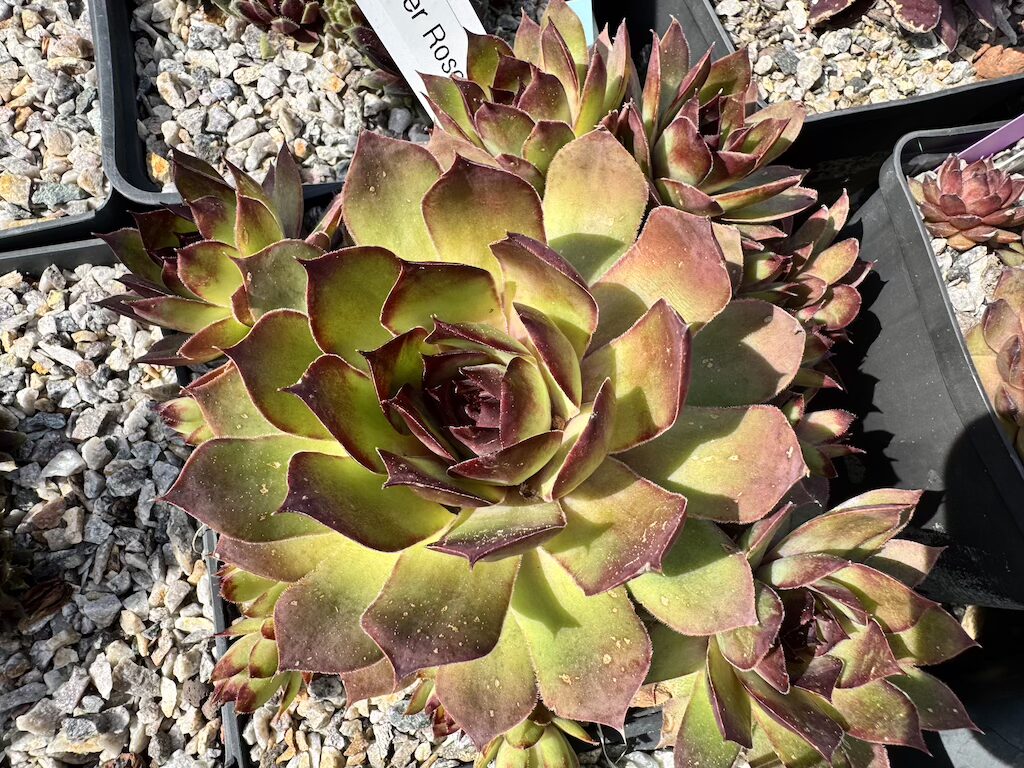 Wiener Rosenhügel
