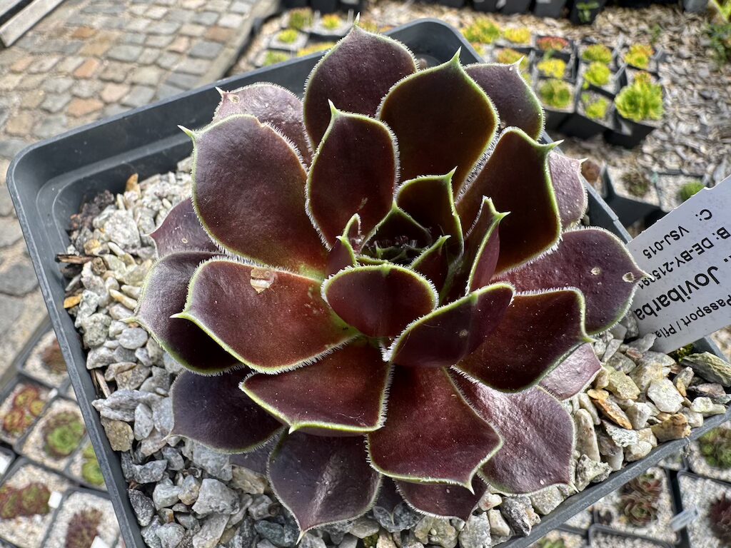 Rotlicht