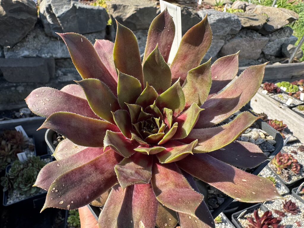 Atacama