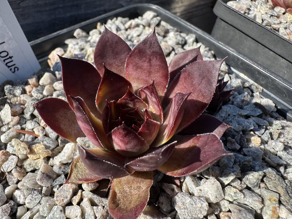 Black Lotus