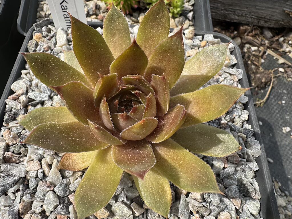 Karamell