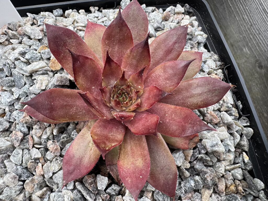 Nofretete