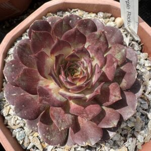 Purple Rockoon