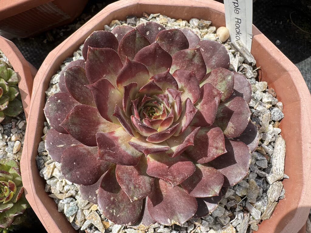 Purple Rockoon