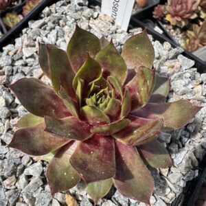 Rosenzobels Limette