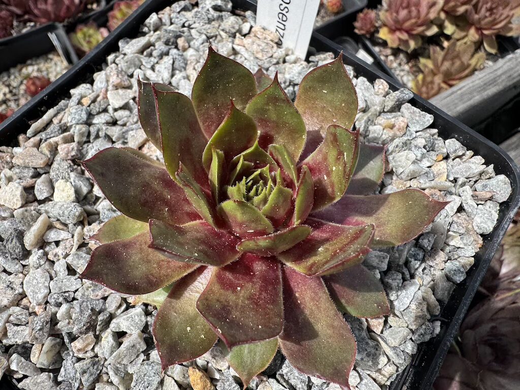 Rosenzobels Limette