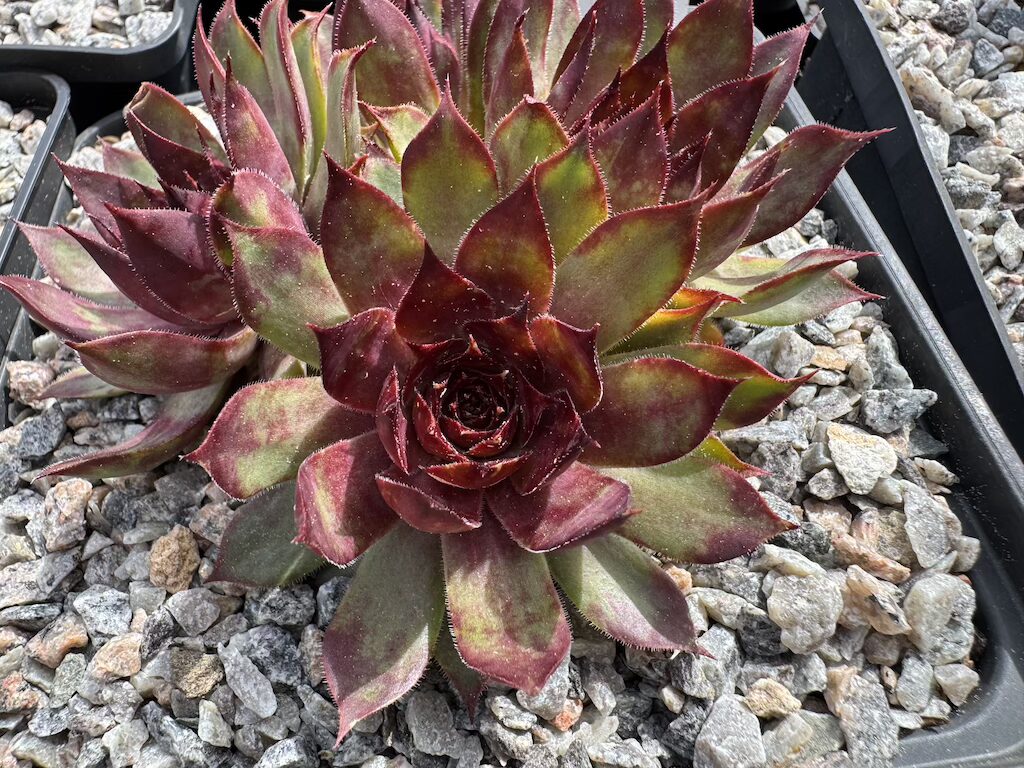 SR La Amandina