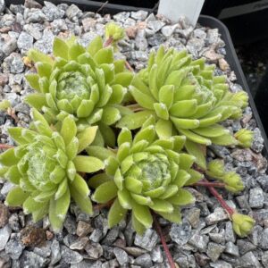 Pompon