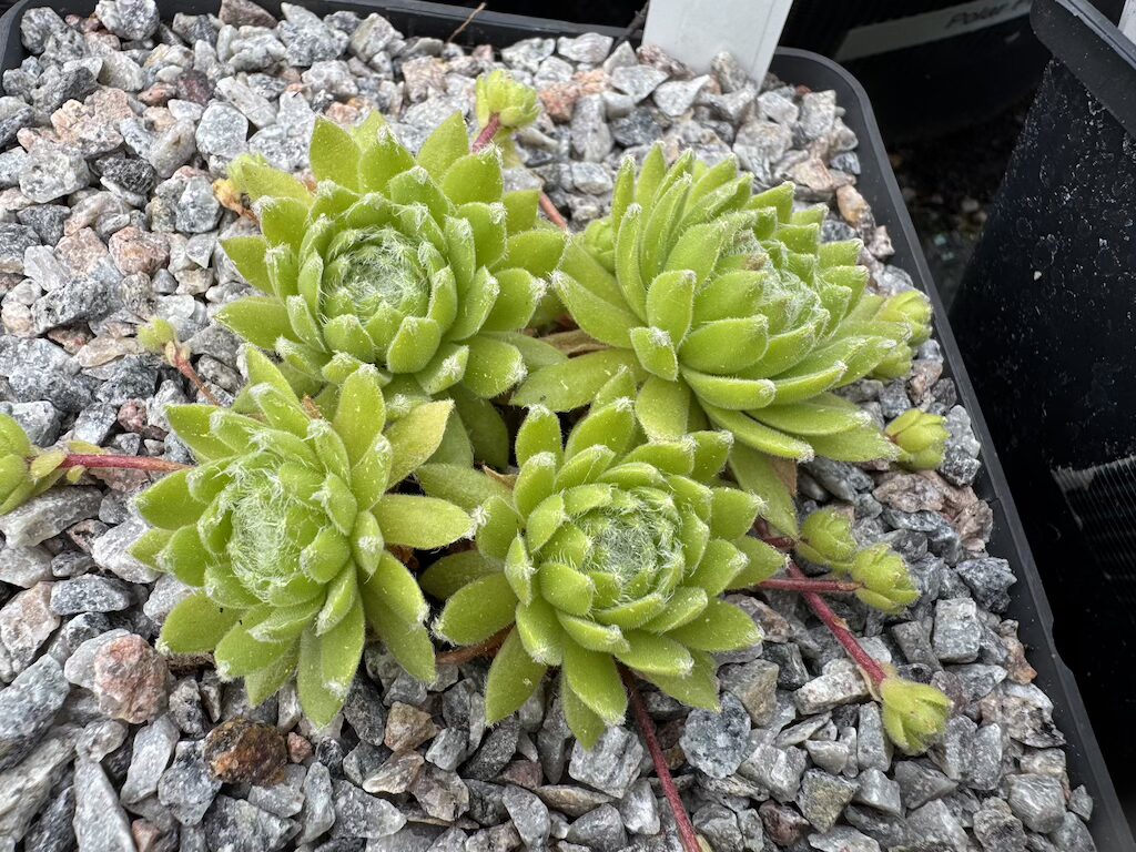Pompon