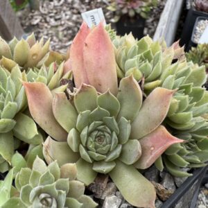 marmoreum ssp. reginae-amaliae ( degenianum )