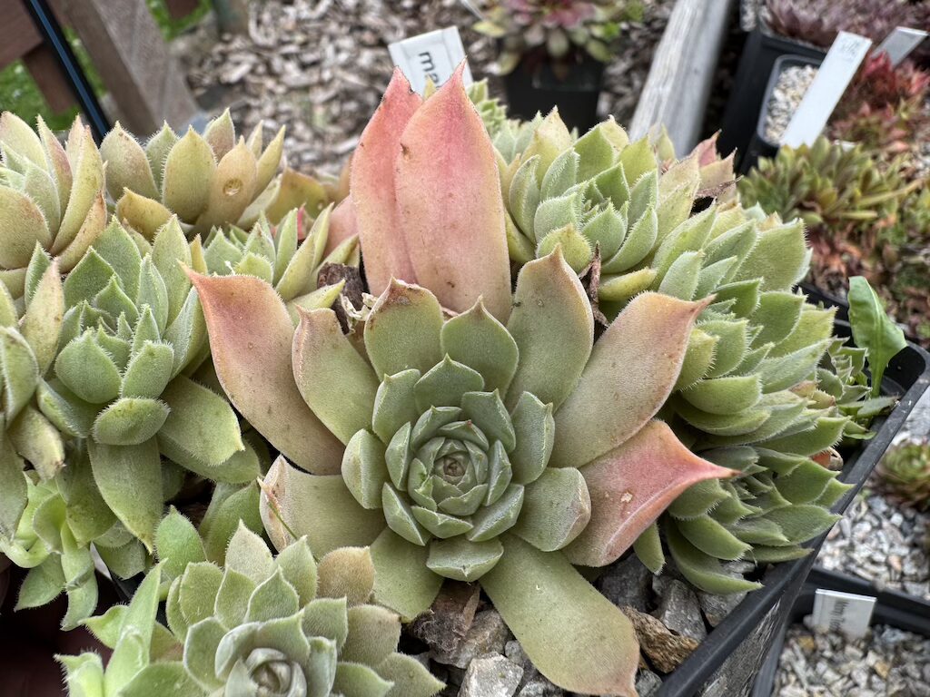 marmoreum ssp. reginae-amaliae ( degenianum )