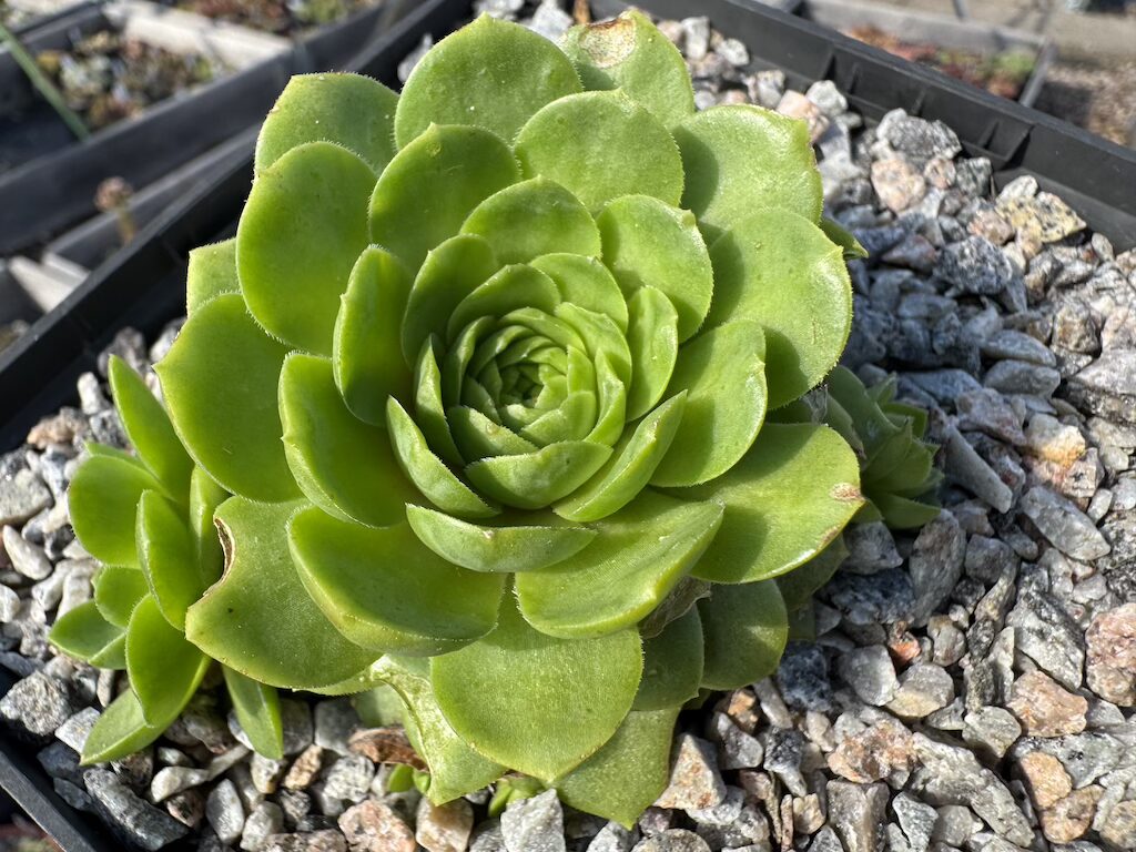 Sweet Rockoon